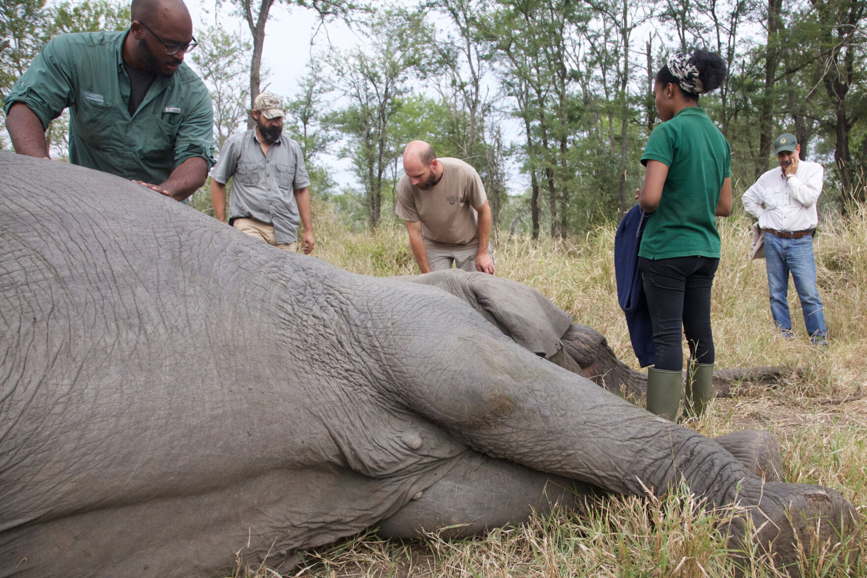 Elephants Missing Tusks
